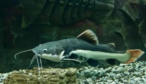 大猫是什么鱼？