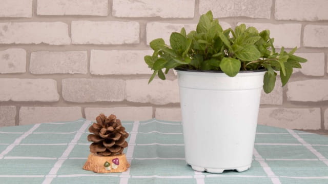 薄荷种子的种植方法和时间