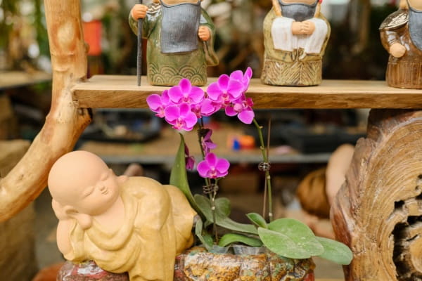 蝴蝶兰养殖方法