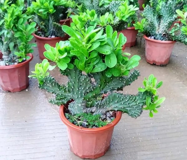 麒麟掌的养护方法