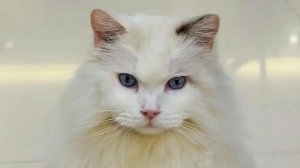 猫鼻支不是绝症，请不要轻易放弃猫咪！