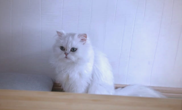 猫鼻支不是绝症，请不要轻易放弃猫咪！