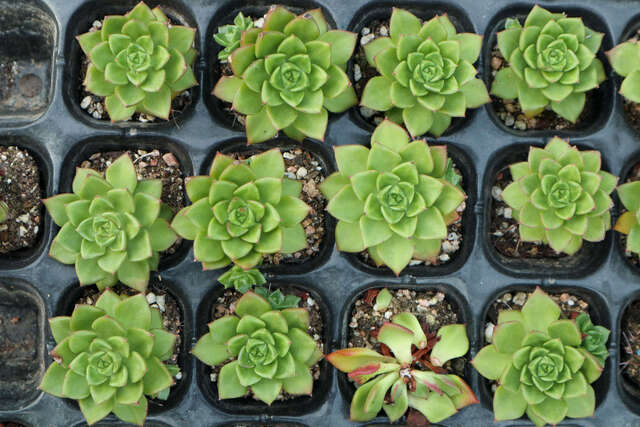 多肉的养殖方法和注意事项