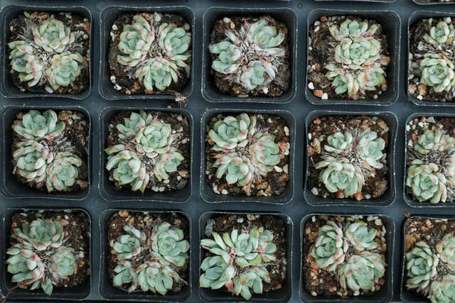 多肉的养殖方法和注意事项