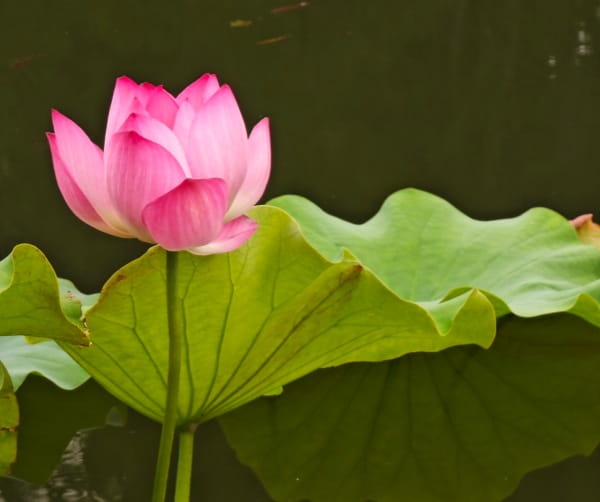 荷花与莲花的区别