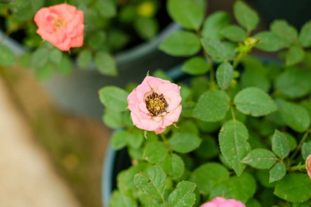 月季花的养殖方法和注意事项