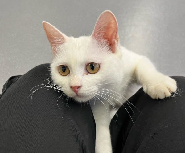 猫能用人的眼药水吗？