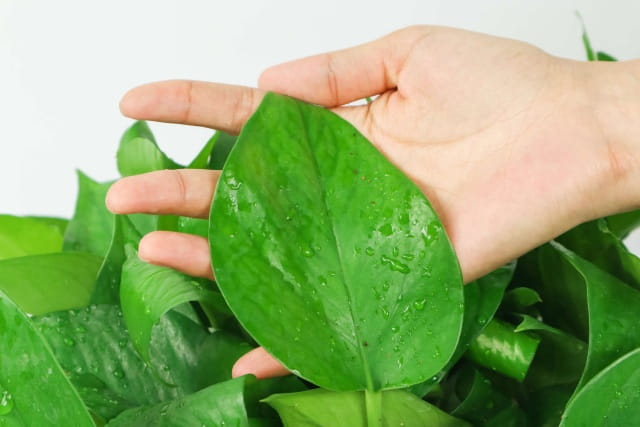 绿萝怎么养才能更旺盛