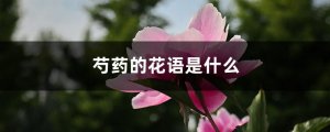 芍药花的花语是什么