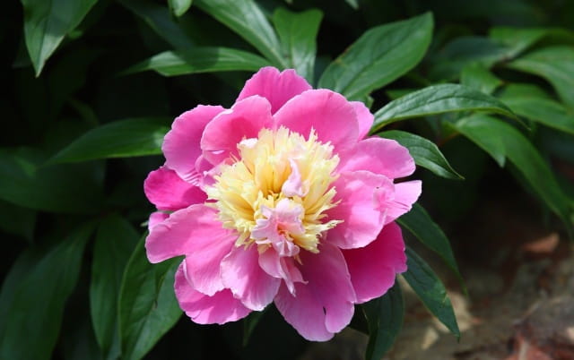 芍药花的花语是什么