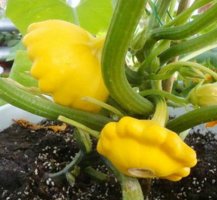 飞碟瓜简介及生长习性