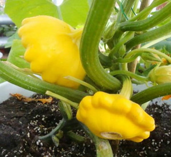 飞碟瓜简介及生长习性