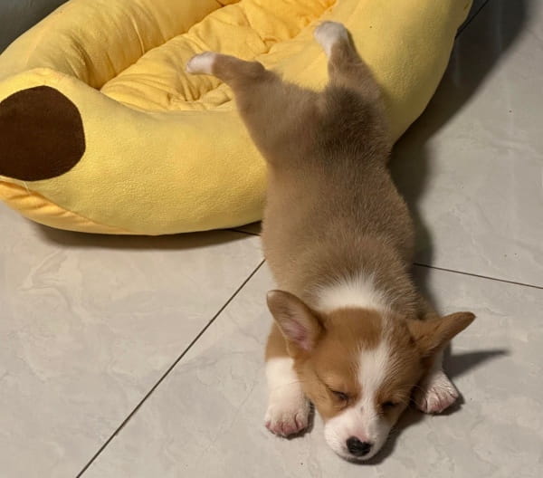 怎么样教狗狗装死？