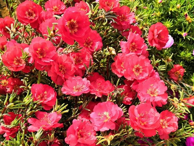 太阳花的花语和象征意义