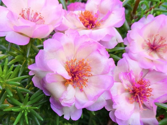 太阳花的花语和象征意义