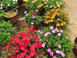 太阳花的花语和象征意义