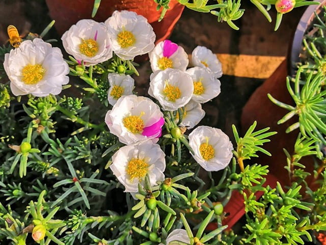 太阳花的花语和象征意义