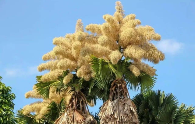 世界上最大的6种花，你知道都是哪些吗？