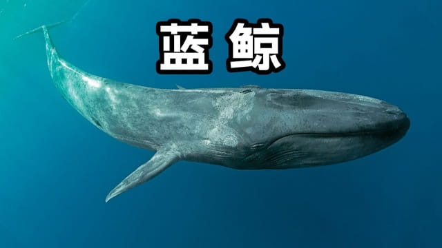 最大的哺乳动物是什么