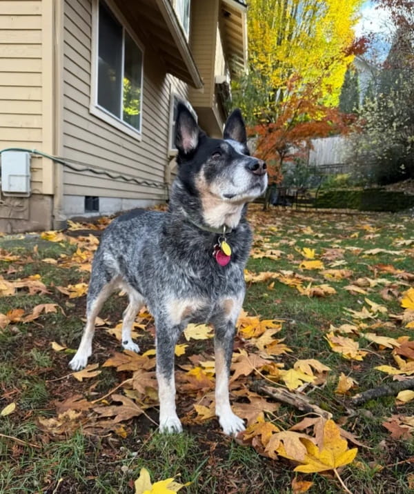 澳大利亚牧牛犬