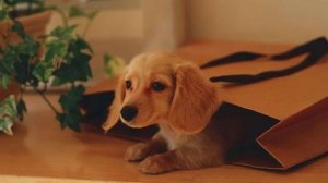 狗狗时髦好听的英文名，快为萌宝挑一个吧！