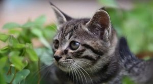 什么品种的猫最不好惹？盘点战斗力极强的3种猫