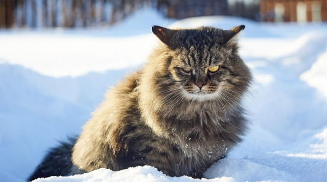 西伯利亚猫