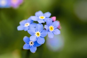 勿忘我的花语和传说