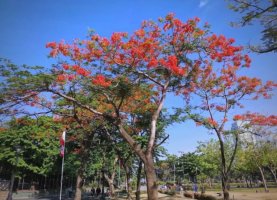 厦门市的市树是什么