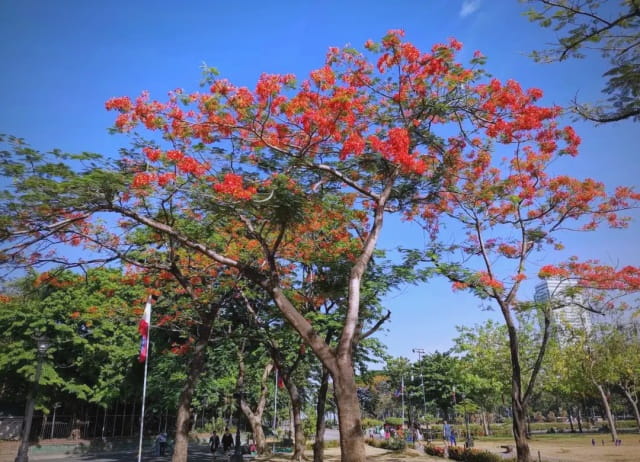 厦门市树是什么