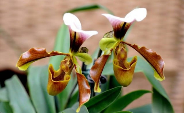 灰叶兜兰简介及生长习性