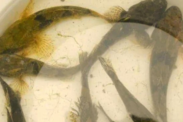 刺盖塘鳢是什么鱼？