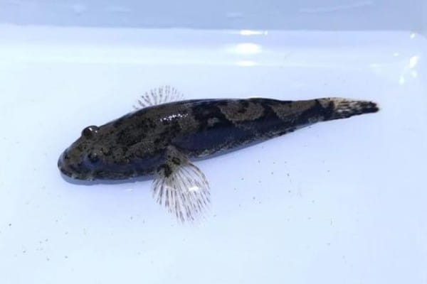 刺盖塘鳢是什么鱼？