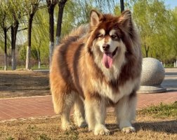 阿拉斯加巨型犬多少钱一只？