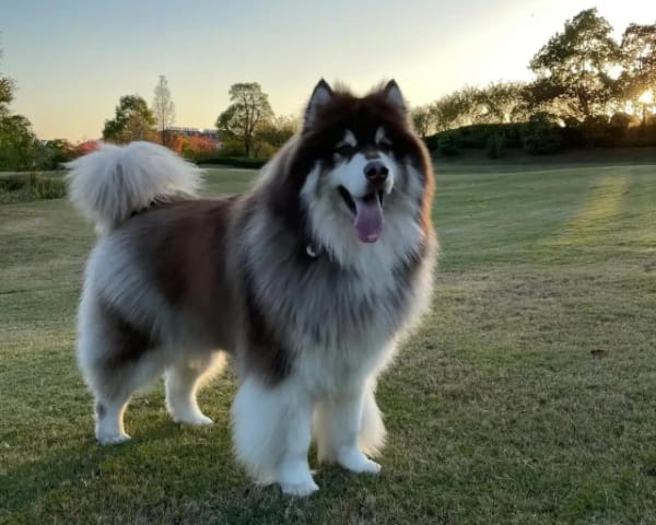 阿拉斯加犬好养吗？