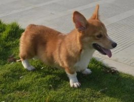 短毛柯基幼犬长大后的样子图片