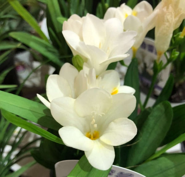 香雪兰花的寓意和象征，怎么养护