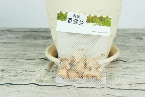 香雪兰花的寓意和象征，怎么养护