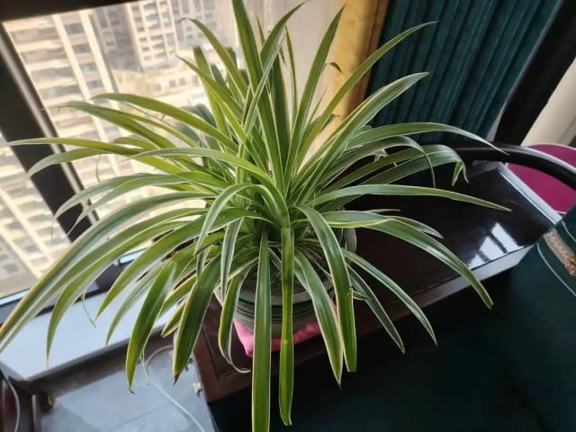 金边吊兰的养护方法