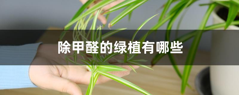 除甲醛的绿植有哪些
