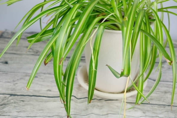 除甲醛的绿植有哪些