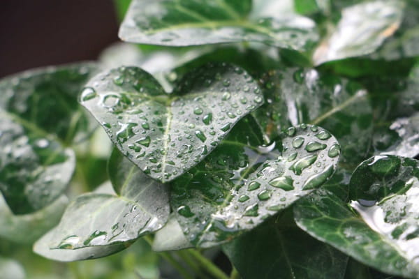 除甲醛的绿植有哪些