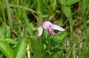 朱兰简介及生长习性