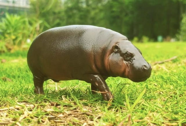 倭河马简介及生活习性