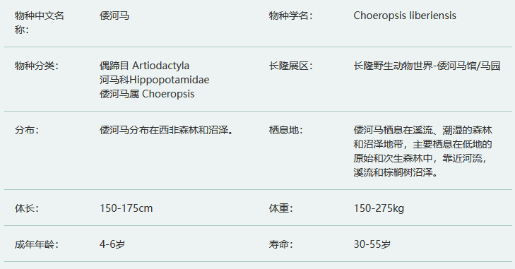 倭河马简介及生活习性