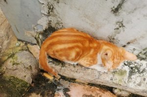 橘猫怎么养不胖