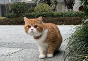 橘猫为什么容易胖