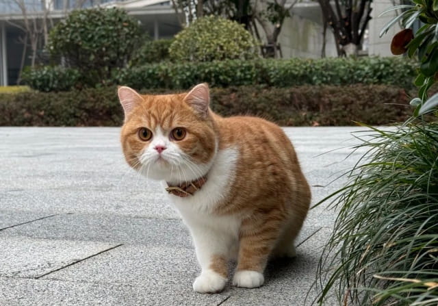 橘猫为什么容易胖