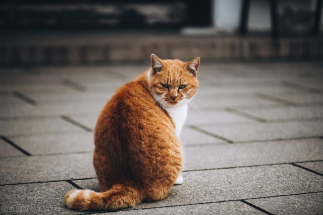 橘猫为什么容易胖