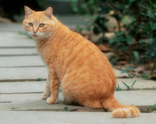 橘猫为什么容易胖